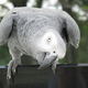 An African Grey Parrot (image: Keith Allison/Flickr)